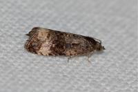 Endothenia