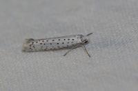 Yponomeuta evonymella