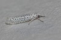 Yponomeuta evonymella