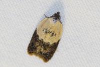 Acleris variegana