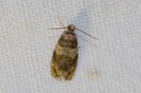 Celypha aurofasciana