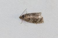 Celypha