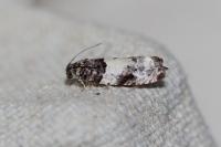 Gypsonoma sociana