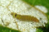 Atemelia torquatella
