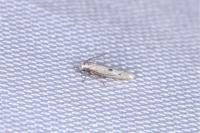 Elachista biatomella