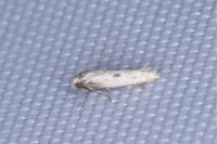 Elachista biatomella