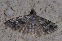 Alucita hexadactyla