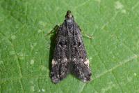 Dichomeris alacella