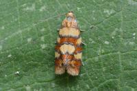 Aethes tesserana