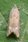 Pelochrista caecimaculana