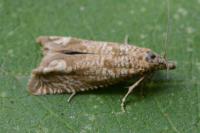 Pelochrista caecimaculana