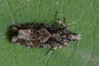 Zeiraphera isertana