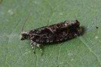 Zeiraphera isertana