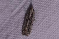 Anarsia innoxiella