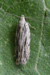 Anarsia innoxiella