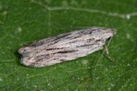 Anarsia innoxiella