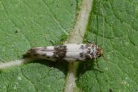 Enolmis acanthella