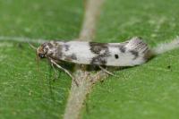 Enolmis acanthella