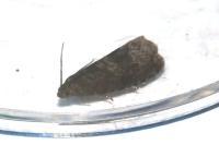 Grapholita funebrana