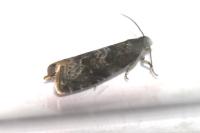 Grapholita funebrana
