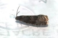Grapholita funebrana