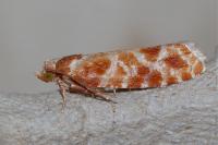 Rhyacionia pinicolana