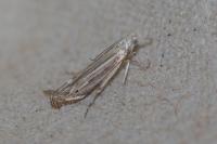 Isophrictis