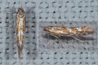 Phyllonorycter