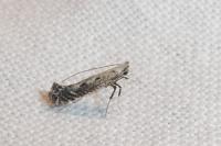 Parornix scoticella