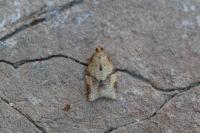 Clepsis consimilana
