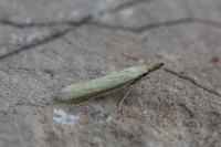Pleurota