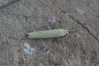Pleurota