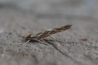 Pyroderces argyrogrammos