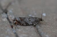 Ancylis achatana