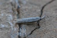Pleurota ericella