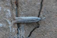 Pleurota ericella