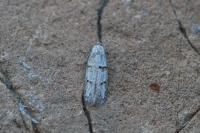 Symmocoides oxybiella