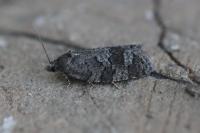Cnephasia