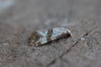 Phalonidia contractana