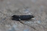 Aproaerema anthyllidella