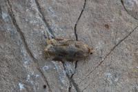 Archips xylosteana