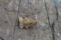 Archips xylosteana