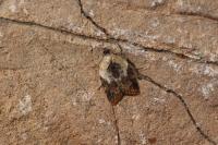 Acleris variegana