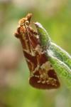 Aethes hartmanniana