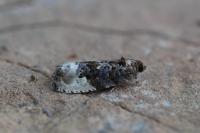 Hedya nubiferana