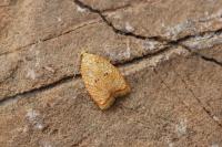 Acleris forsskaleana