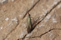 Coleophora