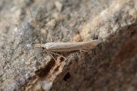 Megacraspedus lanceolellus