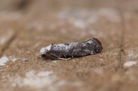 Paraswammerdamia albicapitella