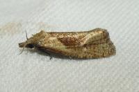 Phtheochroa inopiana